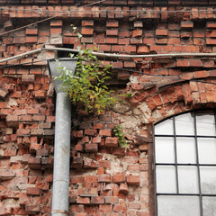 Tree growing from a gutter on a red brick wall