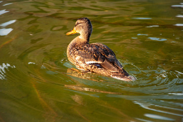 Beautiful motley bird duck is swimming in the river
