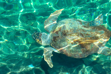 The loggerhead sea turtle also known as Caretta caretta is swimming under the Mediterrenian sea in Greece islandsю Endangered species of turtles