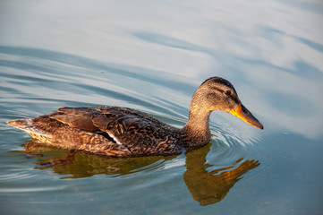 Beautiful motley bird duck is swimming in the river