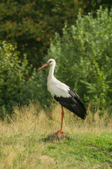White Stork standing on mole barrow