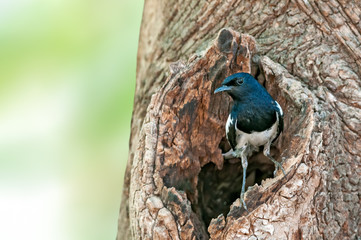 Naklejka na ściany i meble A male magpie robin is at nest hole on a tree
