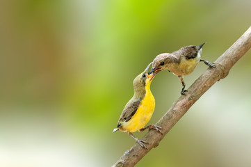 A purple rumped sunbird mother feeding chick on a tree branch