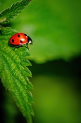 Beautiful ladybird posing on the green leaf.