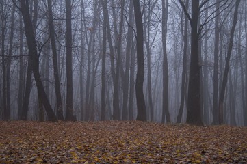 gloomy forest