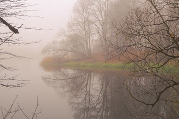 fog in the forest