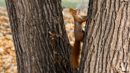 squirrel on a tree in autumn