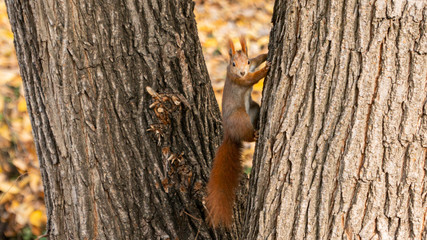 squirrel on a tree in autumn
