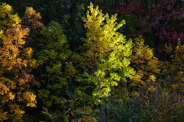 Autumn colors in park of Canada