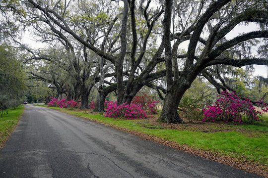Old road lined by bright pink azaleas beneath old moss covered oak trees