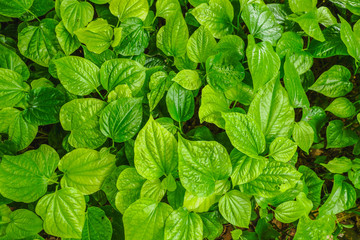 Top view (Flat lay) of Betel (Piper betel) green leaves textured