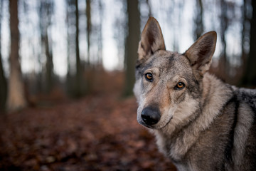 Kaira is a Czechoslovakian wolfdog