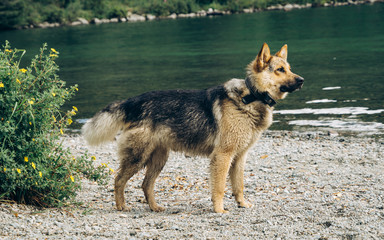 A wet German shepherd stands after swimming on the lake and looks into the distance. Dog in nature on a camping trip. Warm sunny day. Traveling with a dog.