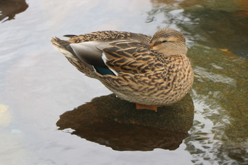 Food in Southern California
