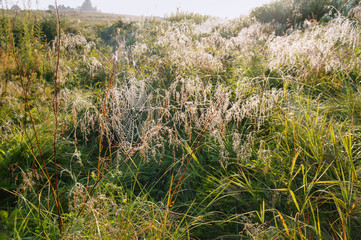 Dew drops on the cobwebs in the meadow. Morning dew on the grass.