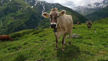 Fototapeta na wymiar Beautiful alpine cow graze on a green meadow in Switzerland.