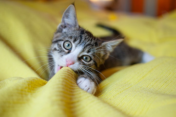 Süße junge Katze, Kitten, verspielt auf dem Bett - obrazy, fototapety, plakaty