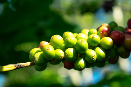 Green Cherry Of Arabica Coffee On Farm, Selective Focus