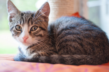Naklejka na ściany i meble Europäisch Kurzhaar-Kitten, jung und klein liegt auf einer Decke und schaut in die Kamera