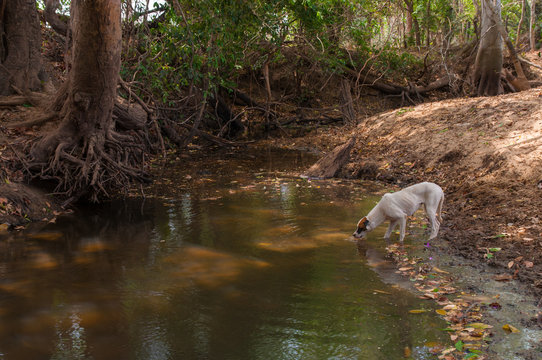 skinny dog drinks water from stagnant pond