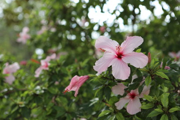 Hibiskus