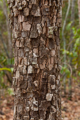 tree exquisite texture