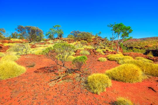 Finke Gorge National Park in Northern Territory, Central Australia Outback. Bush vegetation and red desert sand along popular trekking Arankaia Walk in dry season. Blue sky with copy space.