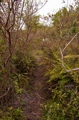 Obraz premium footpath in the brazilian cerrado