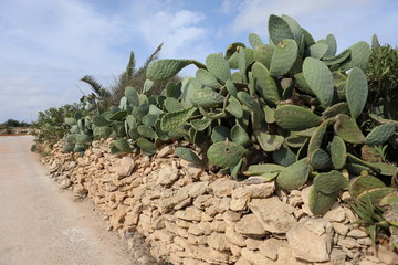 Kaktus