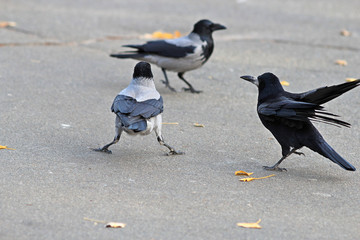 Black and grey crows find out relationship