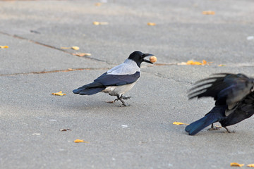 Crow tries to break nut about hard asphalt
