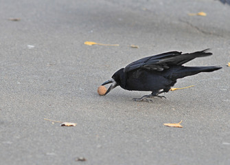 Crow tries to break nut about hard asphalt