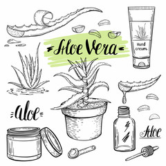  A sketch of a medicinal plant aloe vera and methods for its use in cosmetology and medicine. Homeopathic herbal remedy.