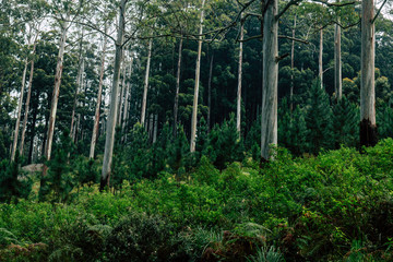 trees in the forest