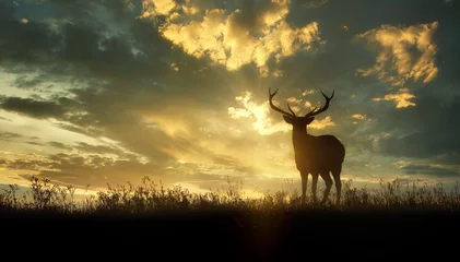 Zelfklevend Fotobehang deer at sunset © ginettigino