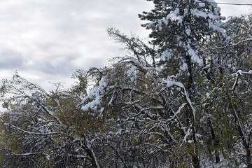 Snow Covered Trees Landscape