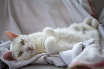 Fototapeta na wymiar White Cat reclining