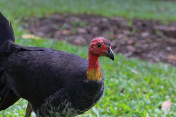 australian bush turkey