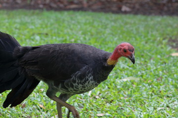 australian bush turkey