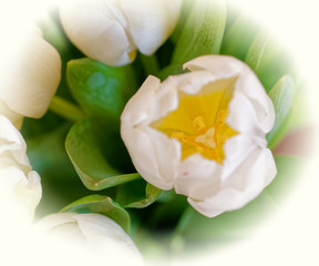 Obraz na płótnie Canvas white tulip flower top view close up, soft and airy