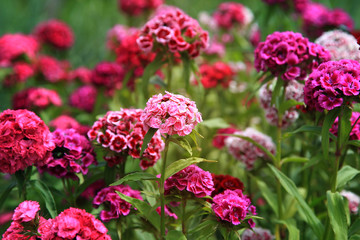 Bright multi-colored flowers on a summer day