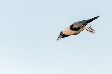 A house crow jumping down in the air