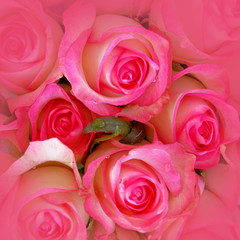 colorful pink white roses bouquet top view, soft and airy natural background