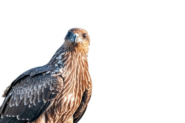 Black eared kite portrait against white background