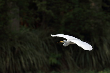 great white egret