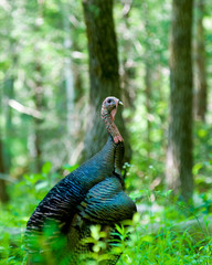 Wild Turkey in the great smoky mountains