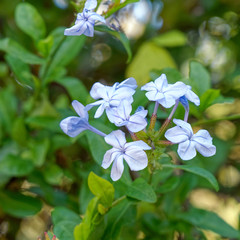 light blue jasmine flowers close up in the garden