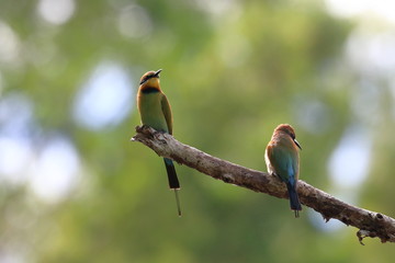 rainbow bee eater