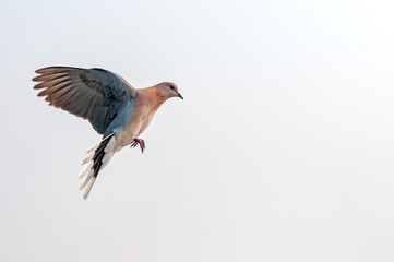 A laughing dove quickly preparing for land