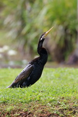 australian darter